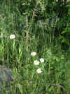 Flower-06232000.JPG (77140 bytes)